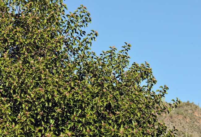 Sugar Sumac grows in elevations from 3,000 to 5,000 across its range in Arizona and California. Preferred habitats are south-facing slopes, rocky hillsides and washes. The bright green leaves make the plants conspicuous in mid-desert chaparral communities. Rhus ovata 